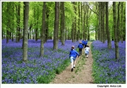 15. Children in Bluebells - Ashridge